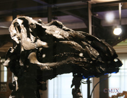 Iguanodon bernissartensis-Crétacé Inférieur - Wealdien-(photo MJX - coll Musée Royal des Sciences Naturelles de Belgique à Bruxelles)