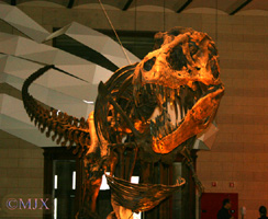 Tyrannosaurus rex--(coll. MRSNB)