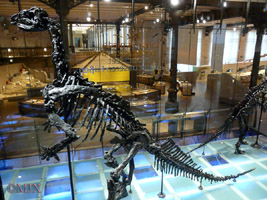 Iguanodon bernissartensis-Crétacé Inférieur - Wealdien-(photo GLR - coll Musée Royal des Sciences Naturelles de Belgique à Bruxelles)