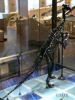 Iguanodon bernissartensis-Crétacé Inférieur - Wealdien-(photo GLR - coll Musée Royal des Sciences Naturelles de Belgique à Bruxelles)
